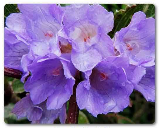  Lakshadweep State flower, neelakurinji flower, Strobilanthes kunthiana